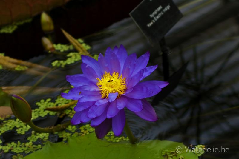 N. 'Kew's Electric Indigo'